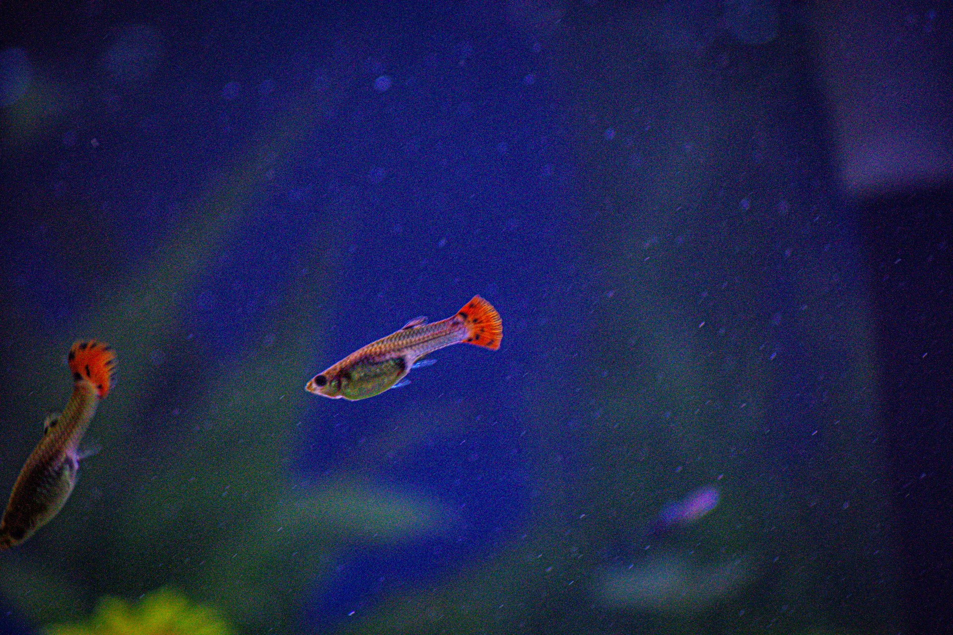 a fish that is swimming in some water